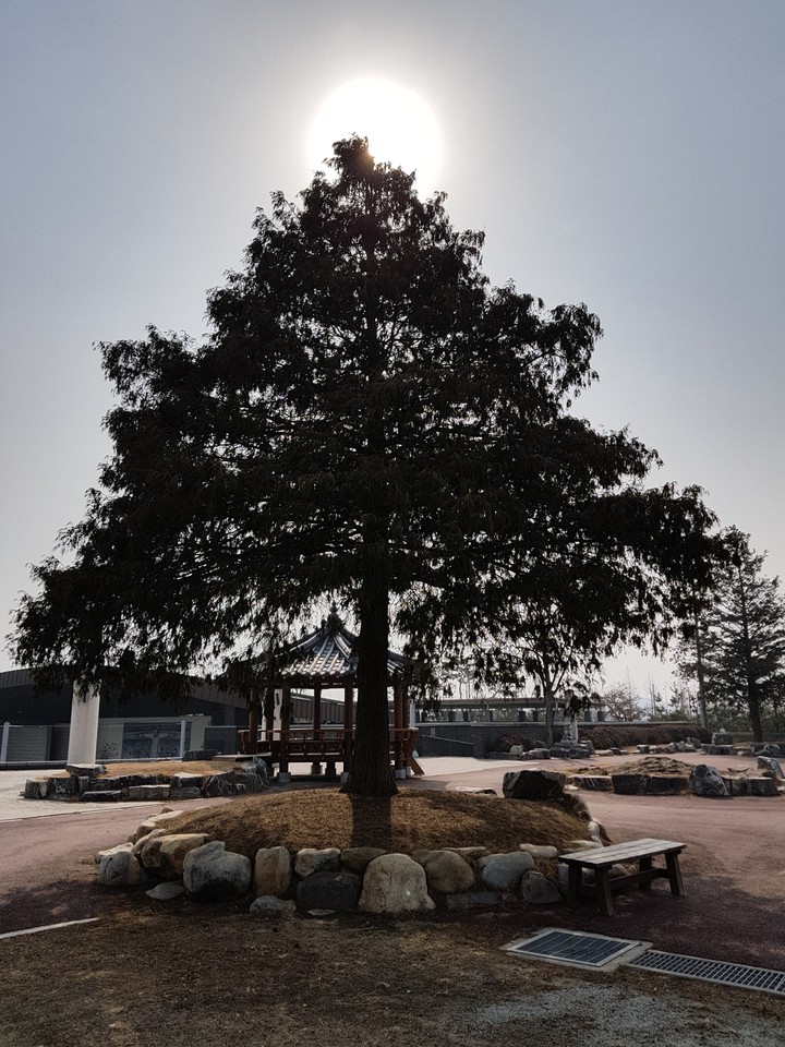 a tree & sun
