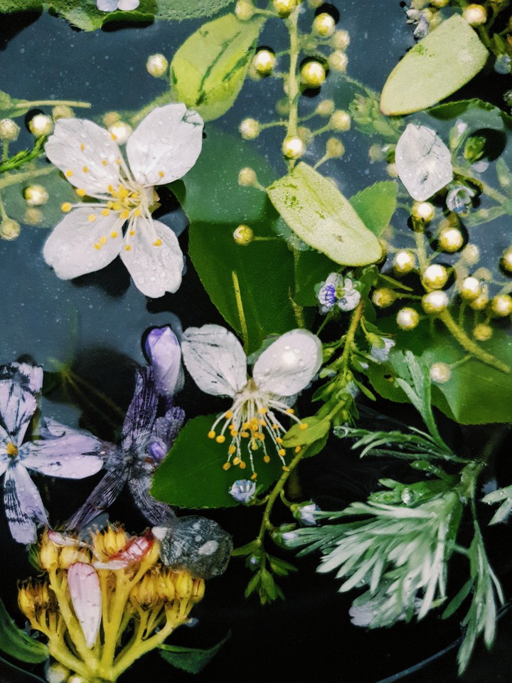 garden flowers