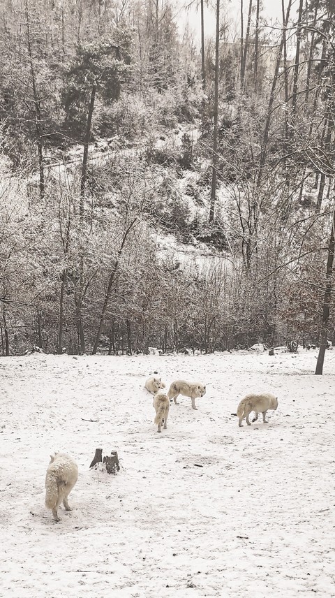 dog, freezing वॉलपेपर