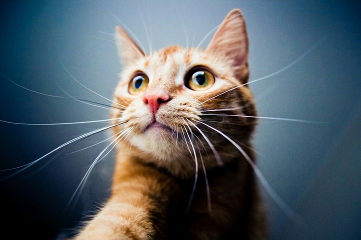 cute cat