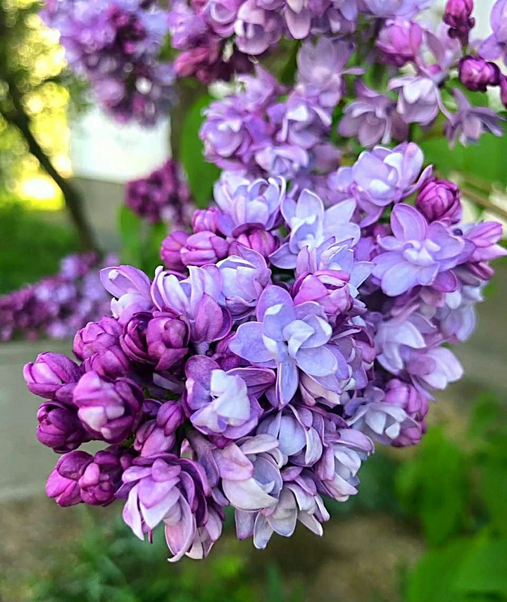 сирень