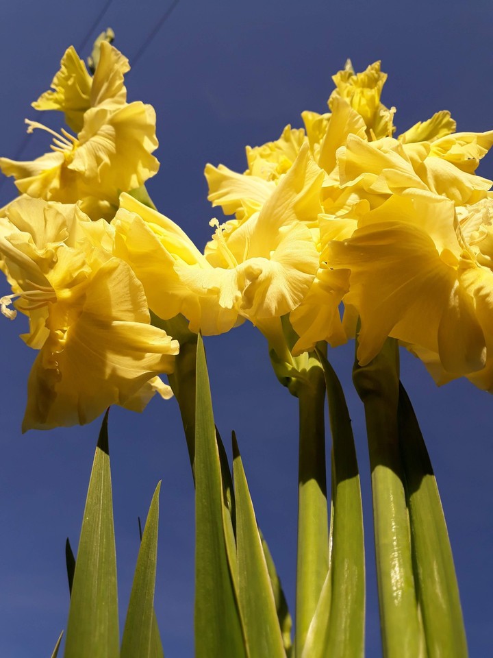 Flowers