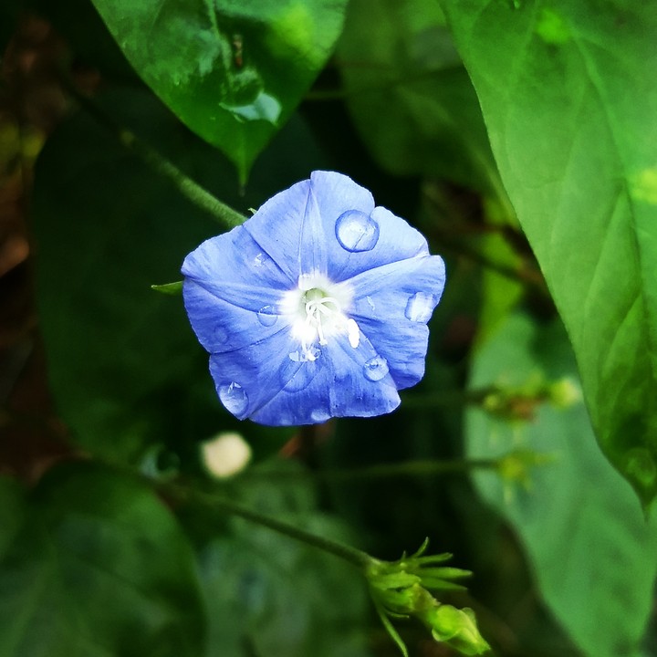 #violet