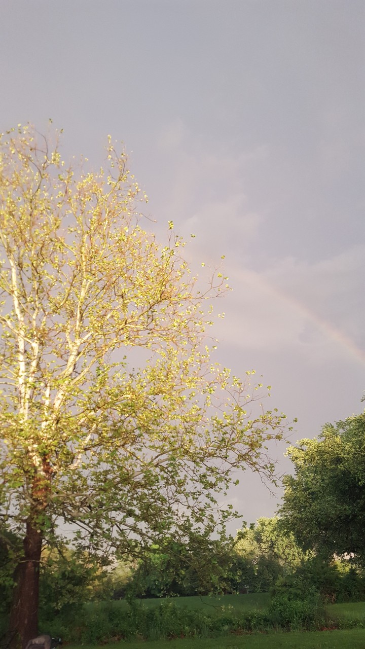 algo bonito