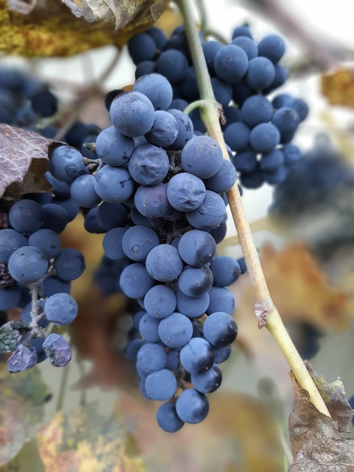November grape