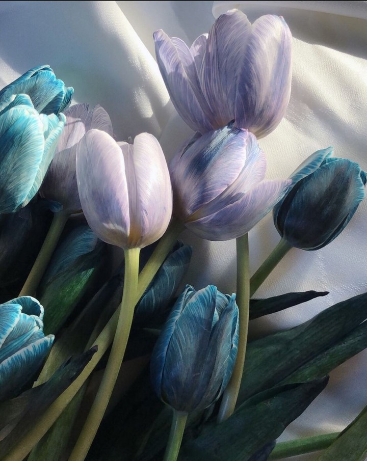 Tulip