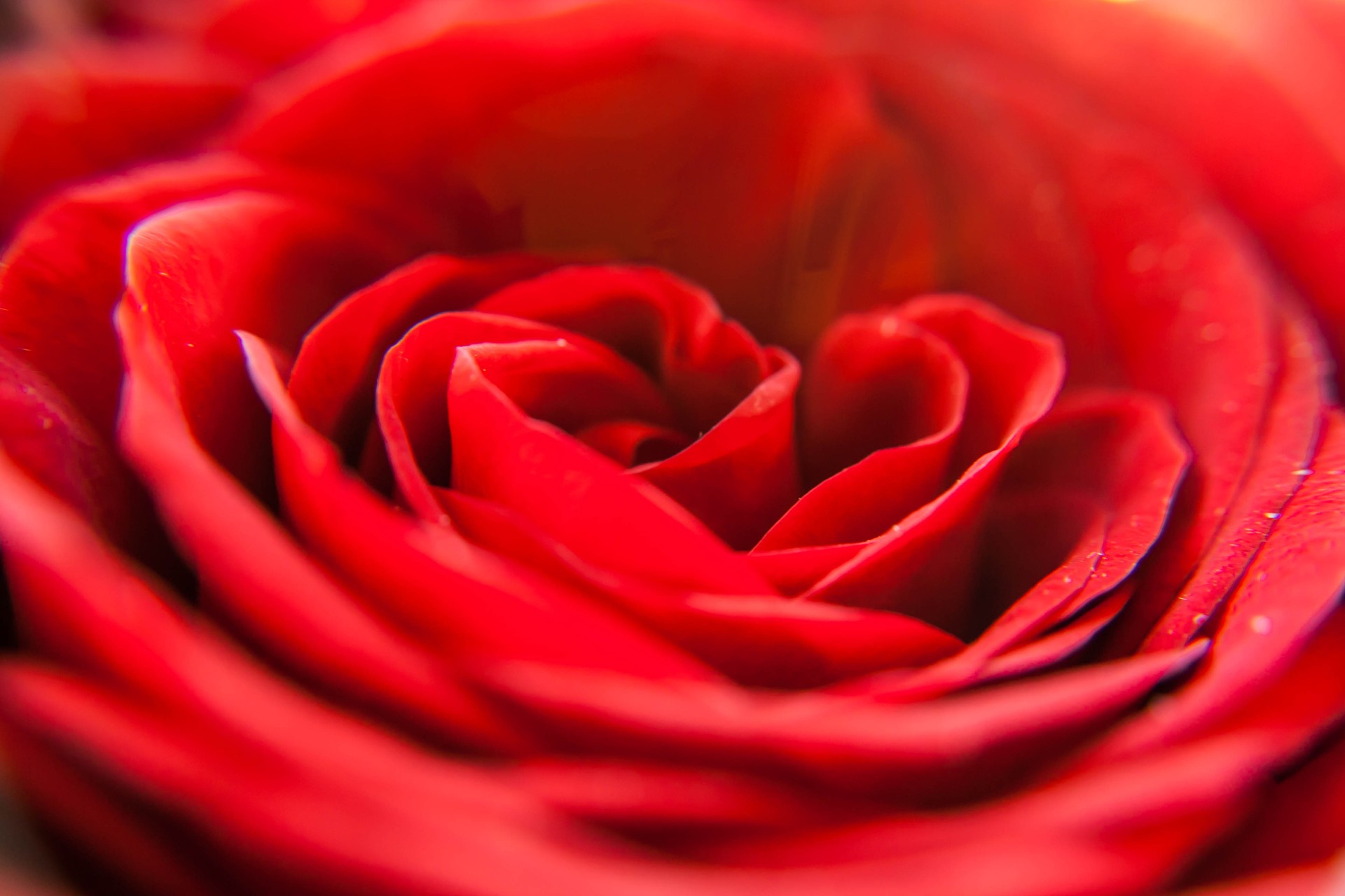 Red Rose Says I Love You