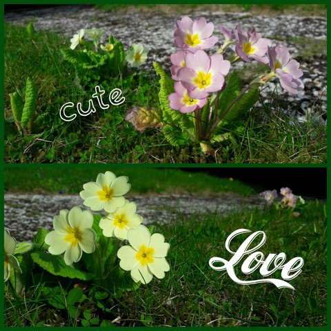 love flowers