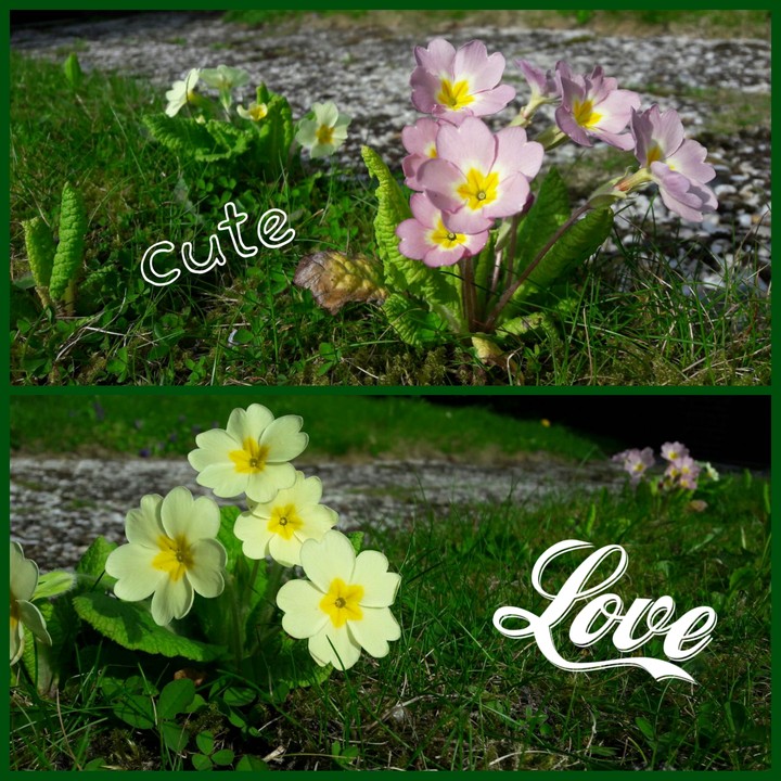 love flowers