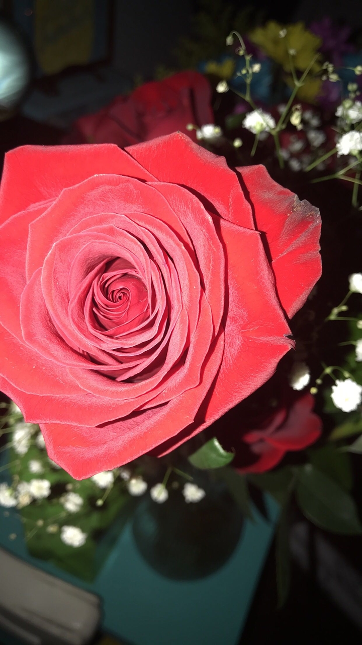 Rose