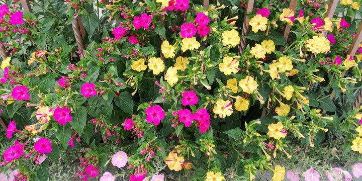 Flowers