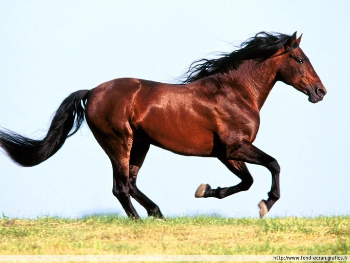 cheval