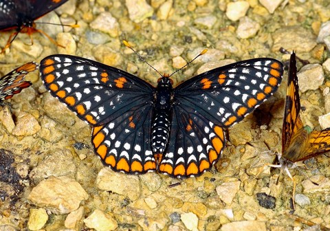 sfondi pollinator, arthropod