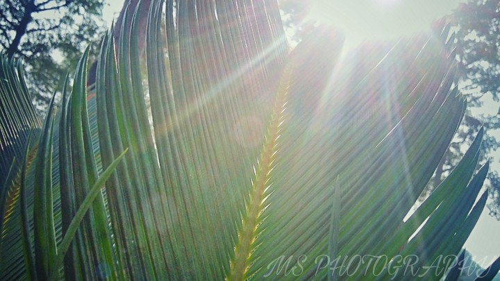 Sunlight