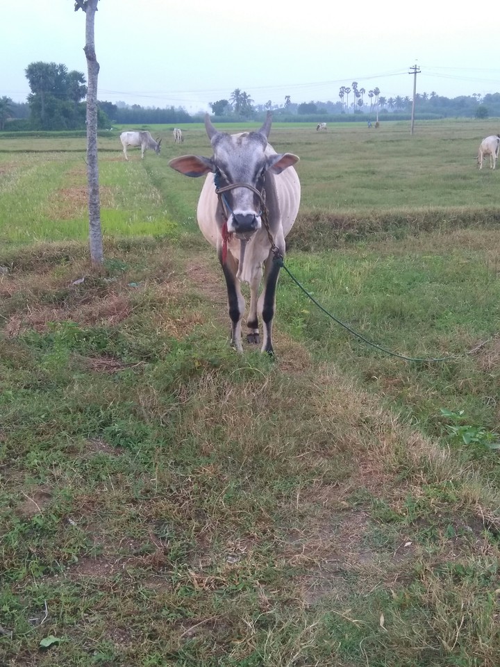 cow