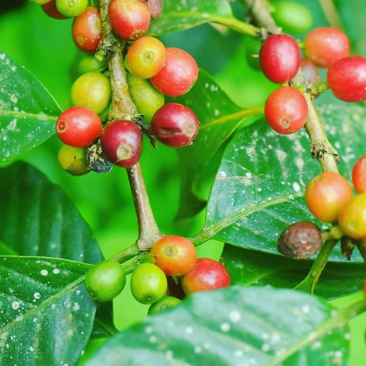 coffee bean?