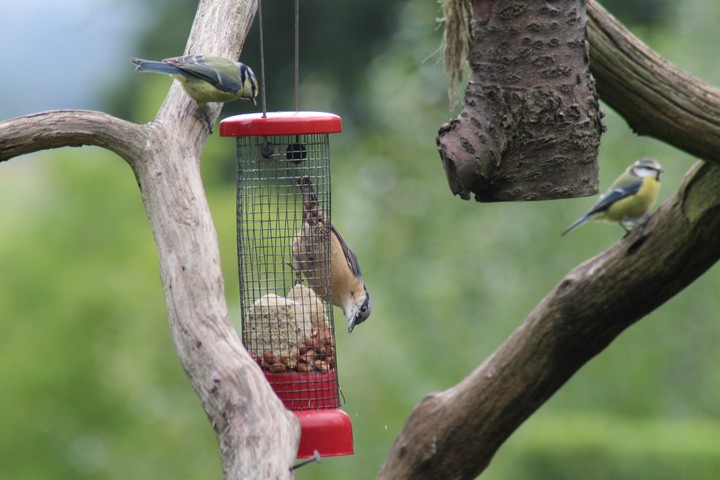 nuthatch and more