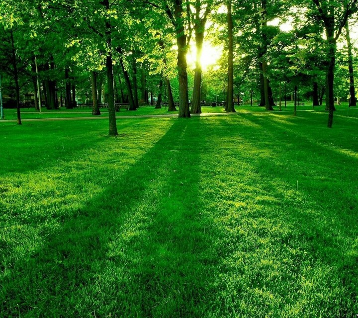 green trees