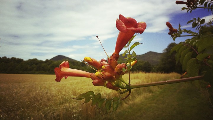 flower