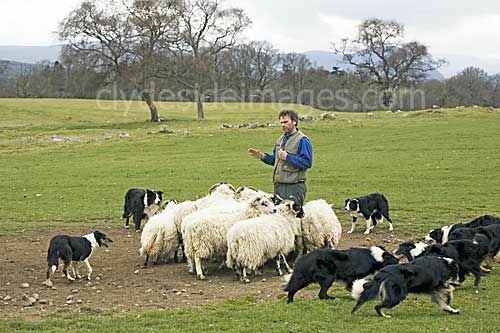 Border Collies Because There IS No Better Dog
