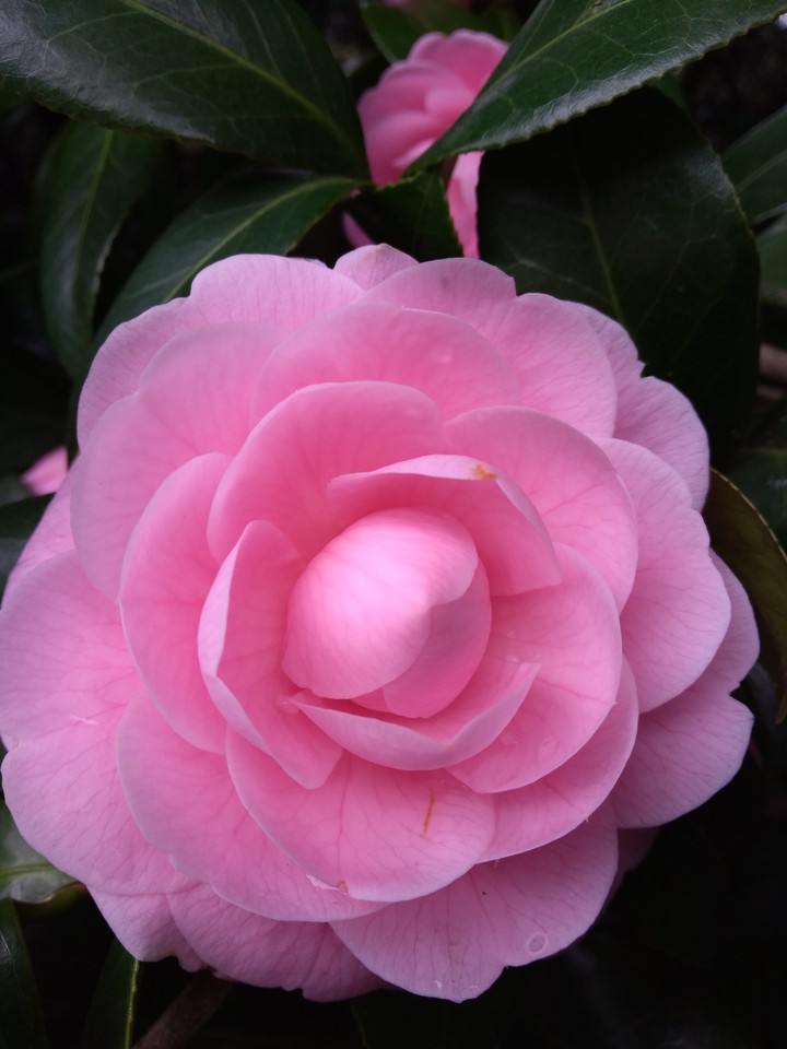 Pinkz