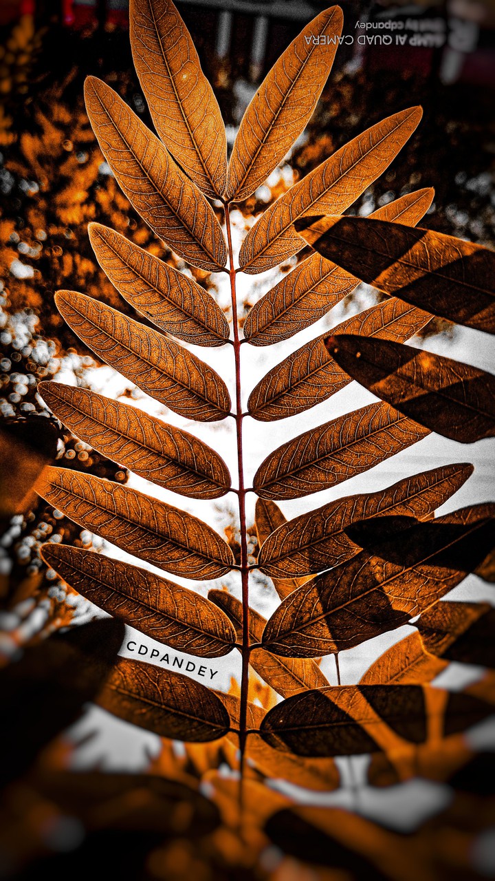 leaves