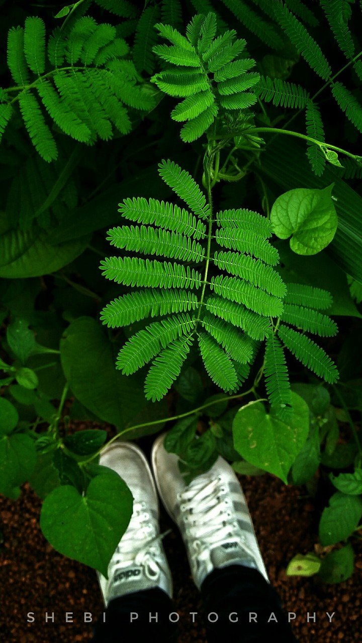 Green Nature