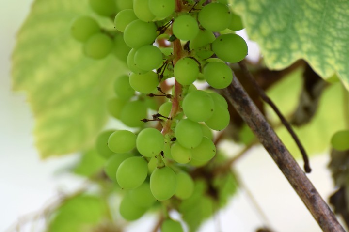 grapes