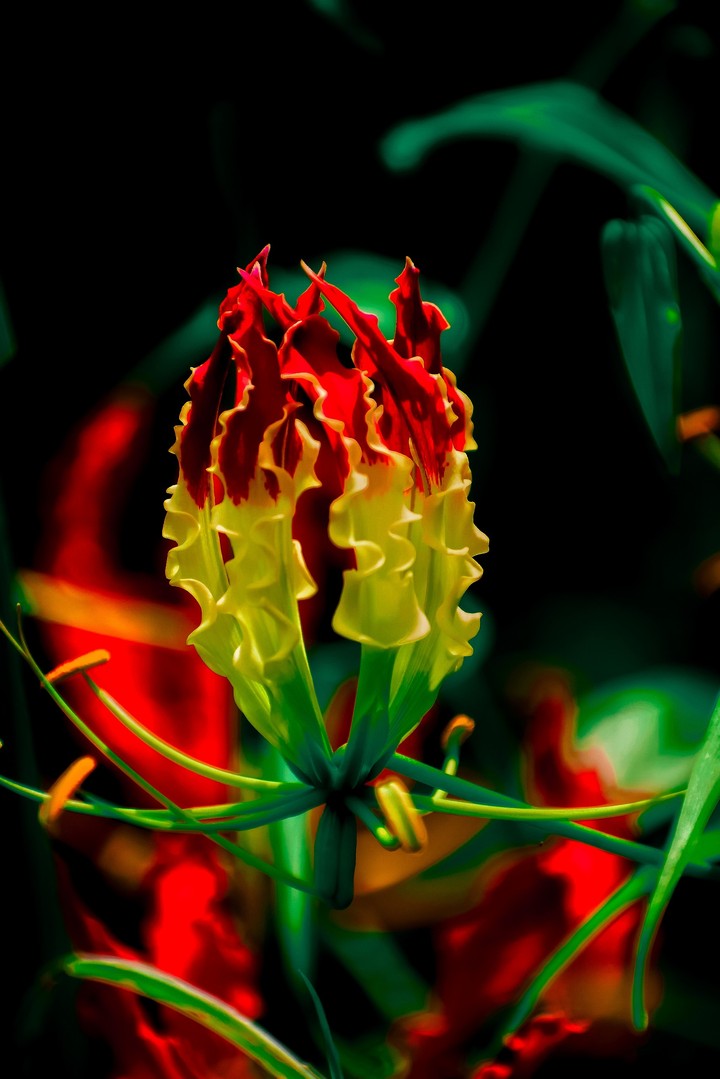 color plant