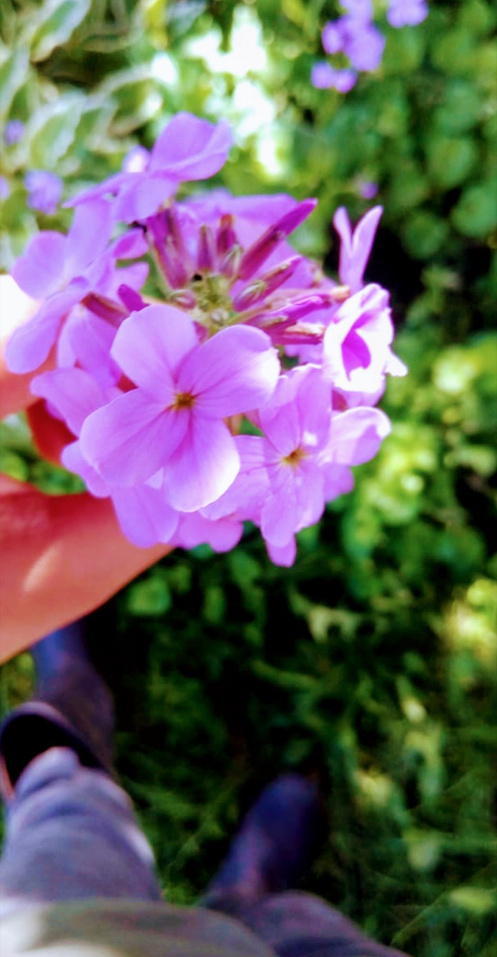 Flower