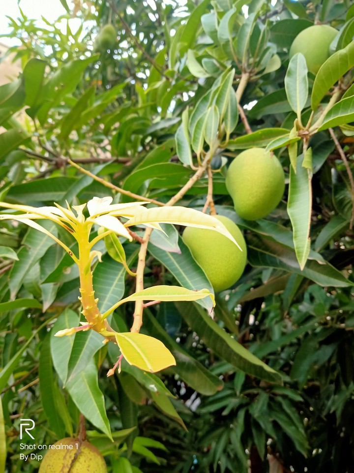 mango tree