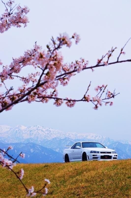Сакура R34