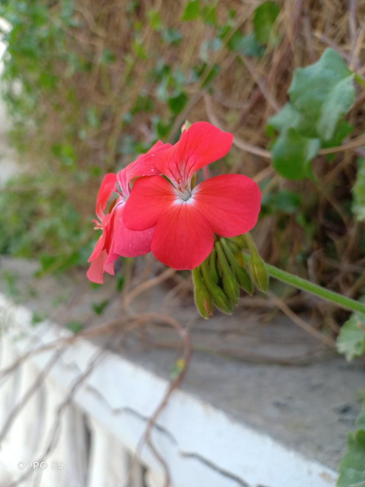 fleur