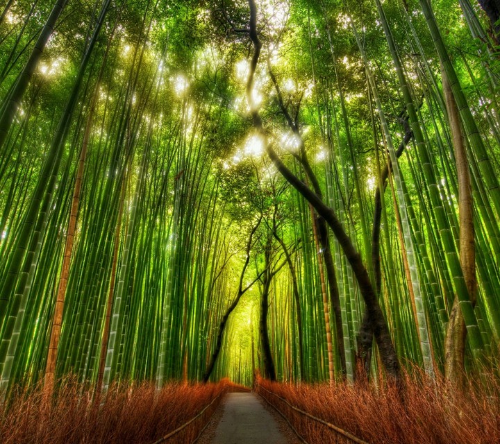 bamboo