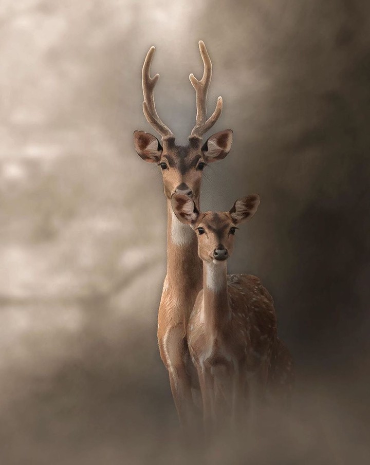 Deer