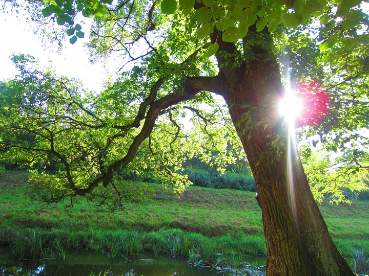 sun in the leaves of a tree