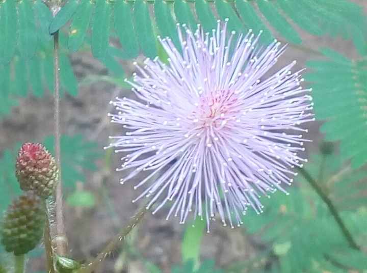Touch me not flower