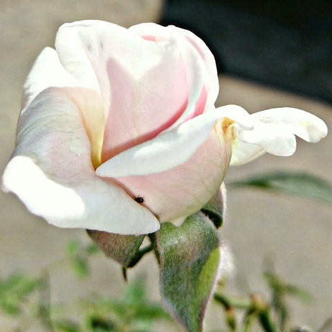VIPUL