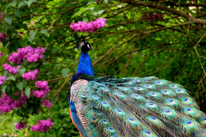 Peacock