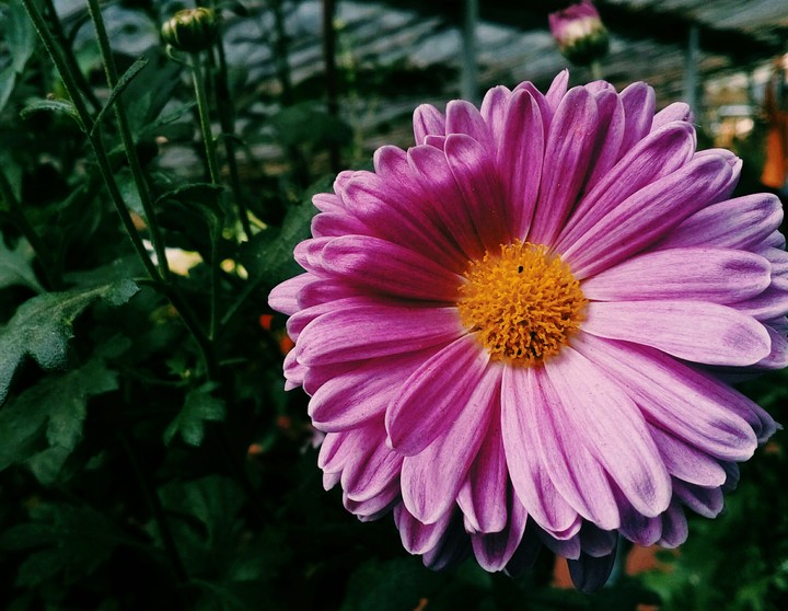 every flower is a soul blossoming of nature......