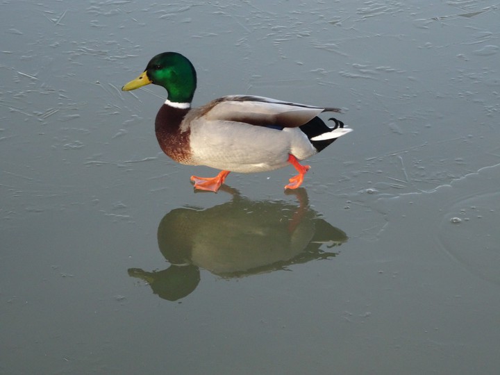 On thin ice.