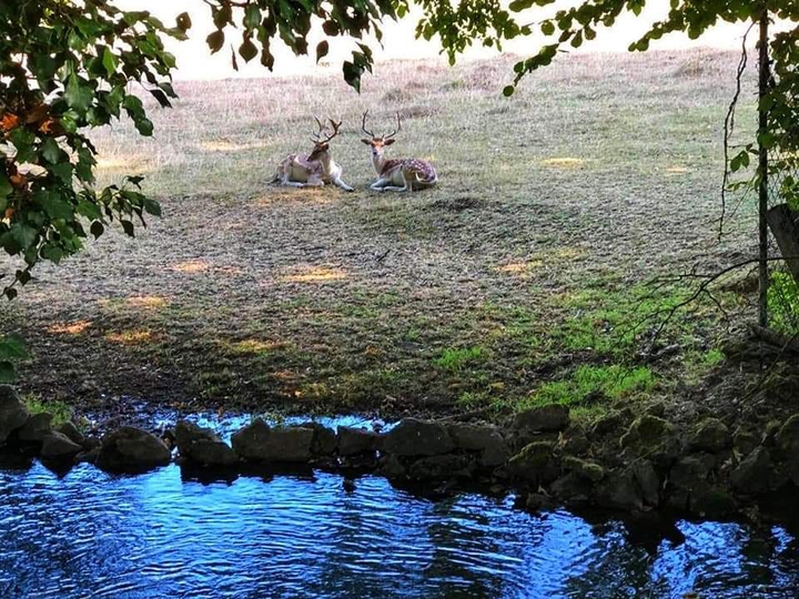 daim près de l'eau