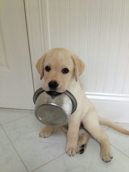 chiens