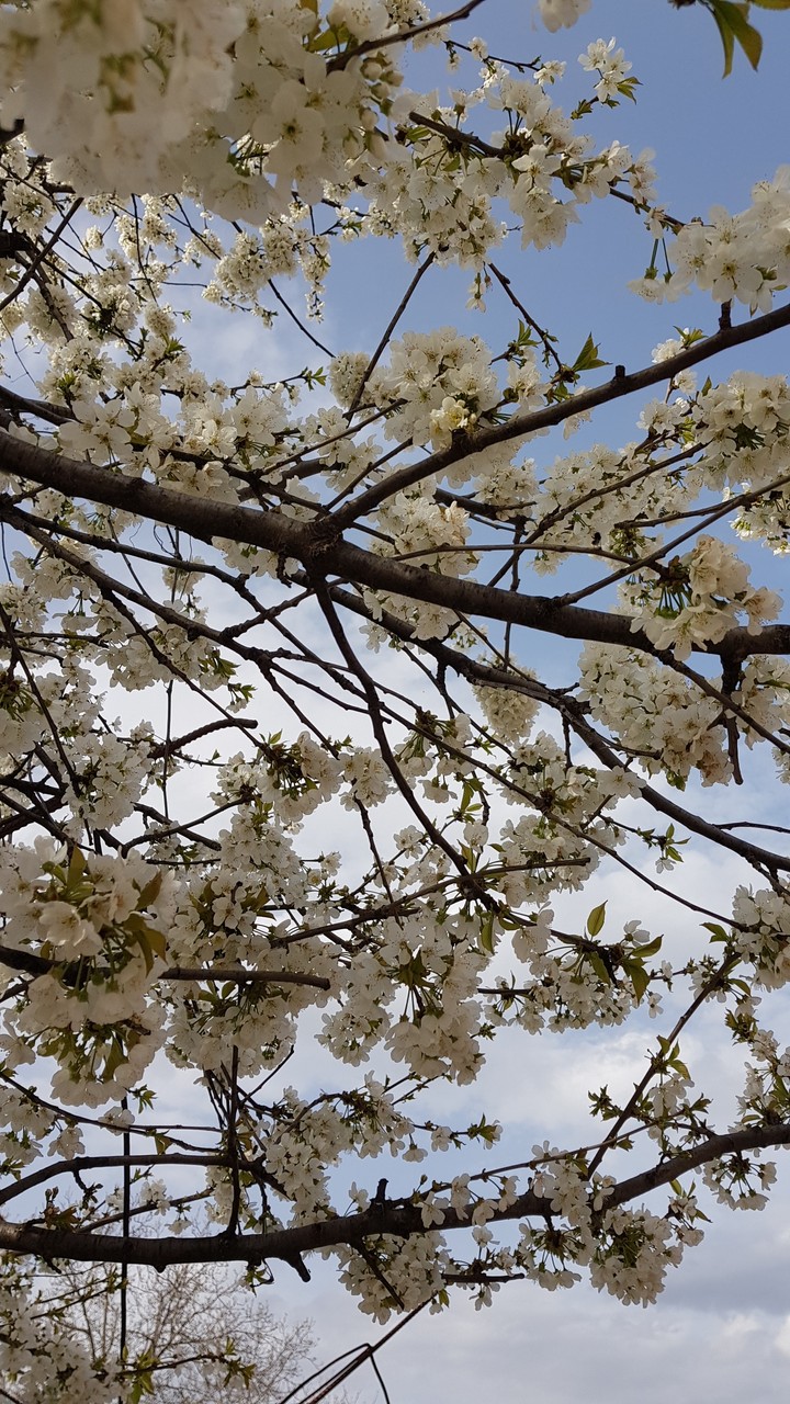spring