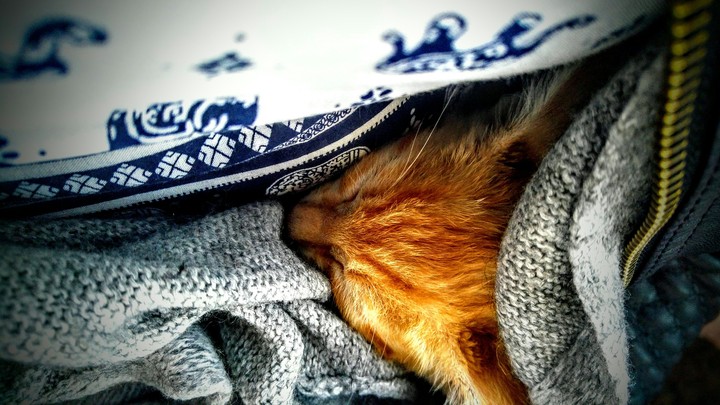 Sleepy kitty
