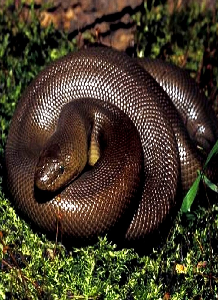 Rubber Boa Montana USA