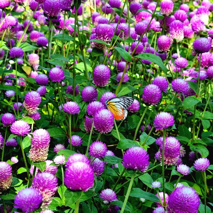 Globe amaranth
