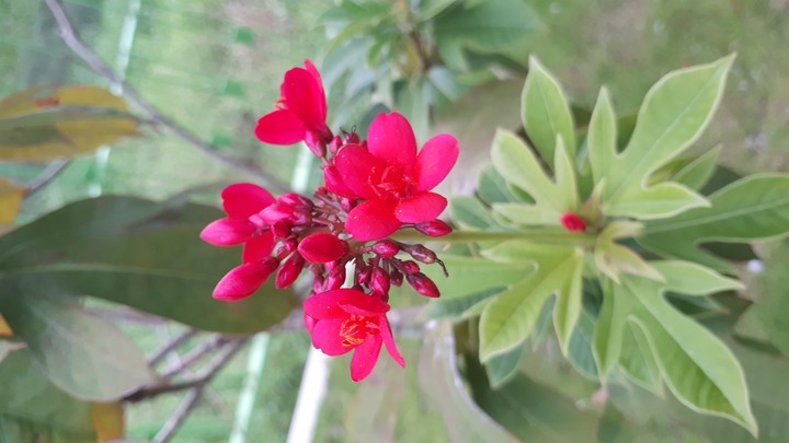 Red flower in Cambodia