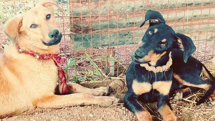 funny doggies