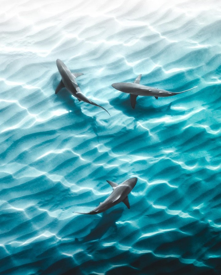 Shark